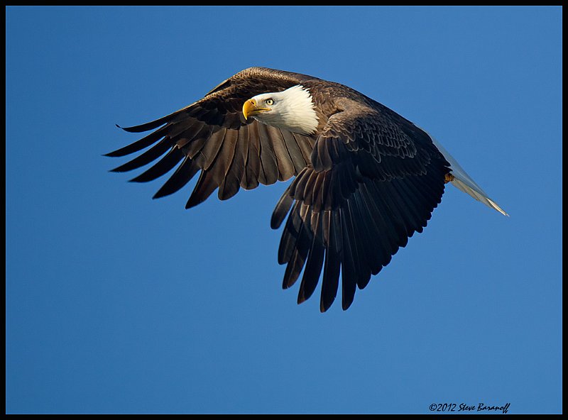 _2SB6926 bald eagle.jpg